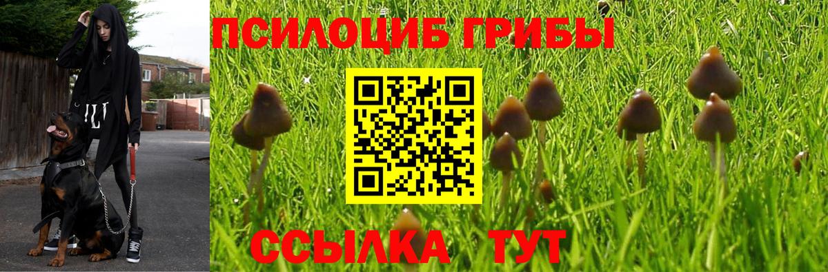 Галлюциногенные грибы Psilocybe Истра