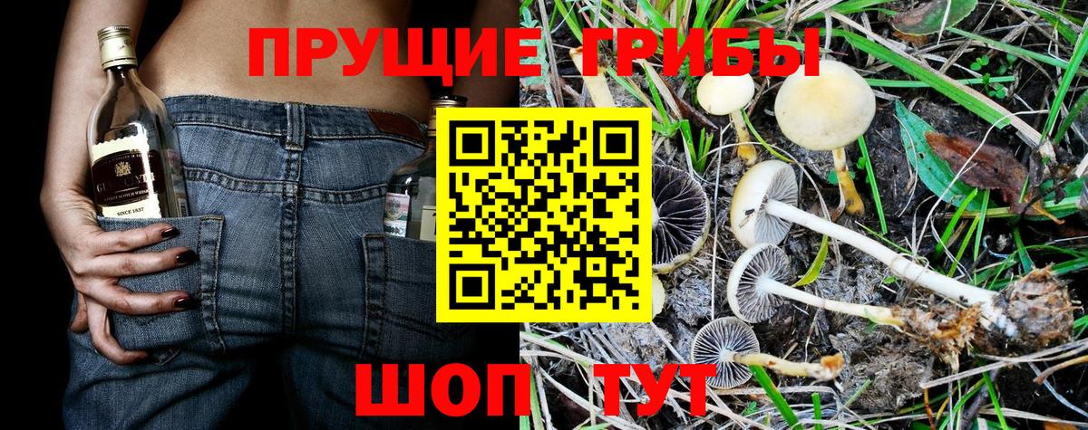 Истра  Галлюциногенные грибы Psilocybine cubensis  Вход с VPN 